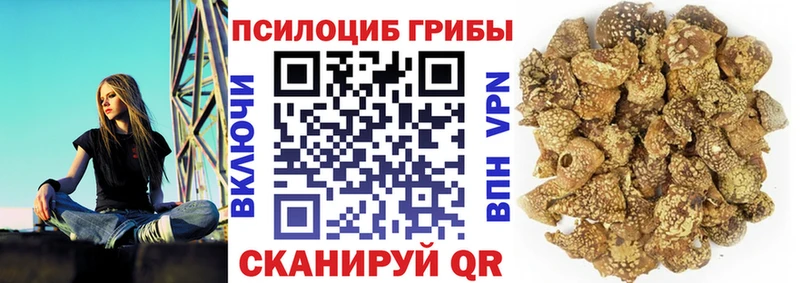 blacksprut как зайти  Нерчинск  Галлюциногенные грибы Cubensis 